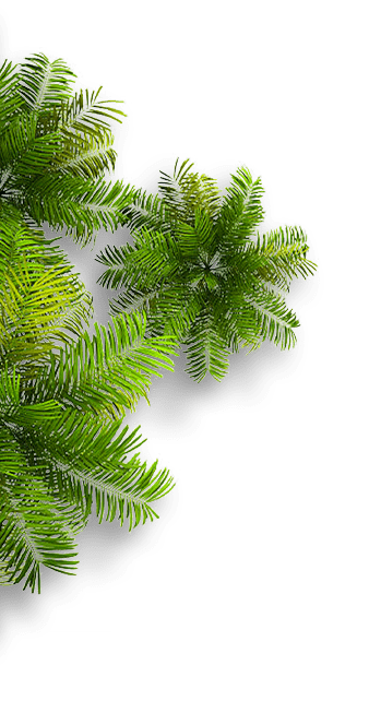 palms