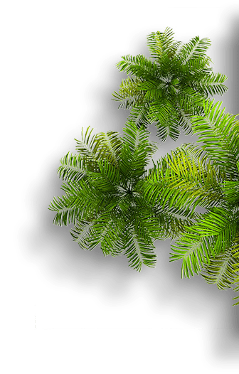 palms